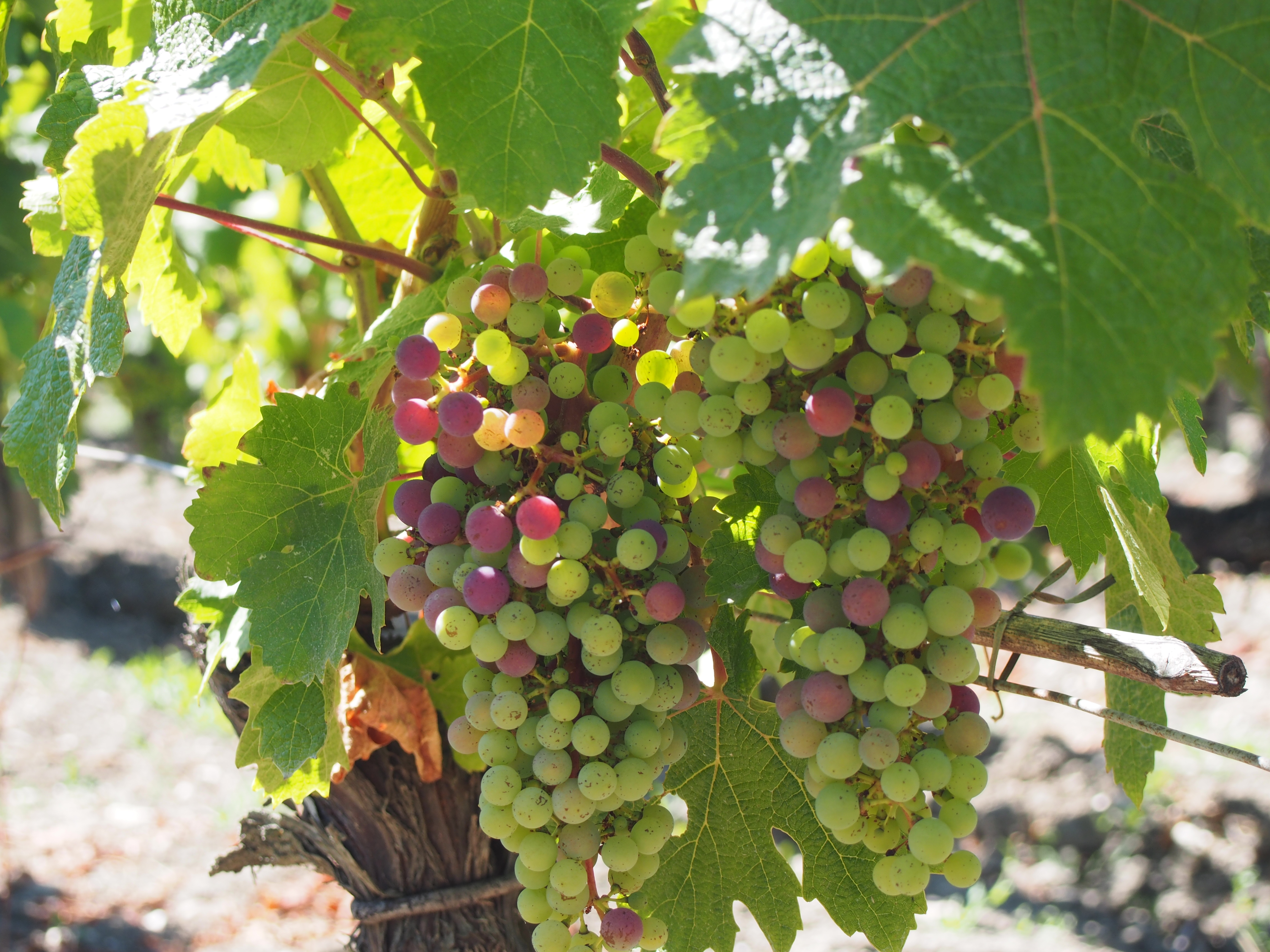 AmaWaterways navigue au coeur des grands crus !